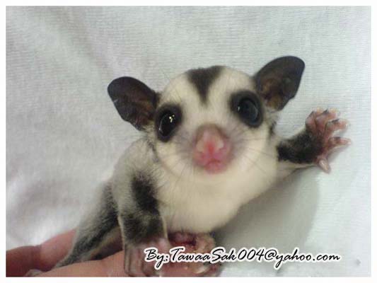 Sugar Glider Generation1+G2...KanChaNaBuri Farm..By ToonSugar:)088+5009129 รูปที่ 5