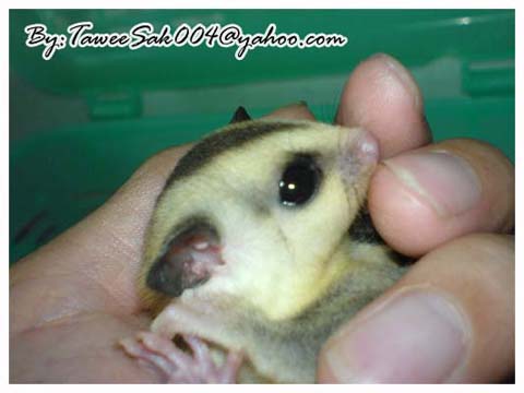 Sugar Glider Generation1+G2...KanChaNaBuri Farm..By ToonSugar:)088+5009129 รูปที่ 6