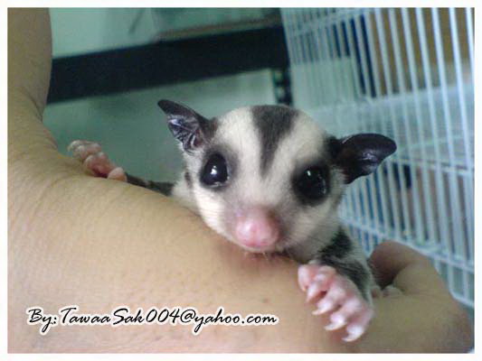 Sugar Glider Generation1+G2...KanChaNaBuri Farm..By ToonSugar:)088+5009129 รูปที่ 3