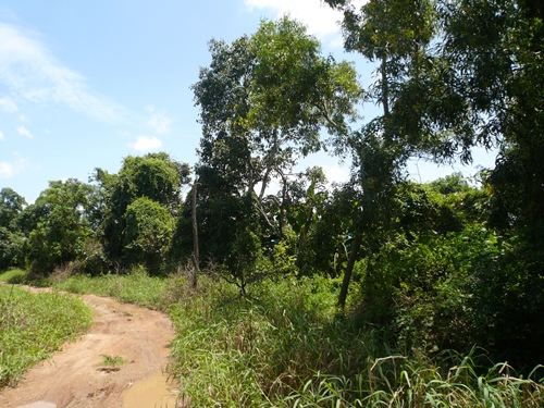 ขายที่ดิน 840 ไร่ ราคาไร่ละ 8 แสนบาท ที่ อ.ลำลูกกา คลอง 11 ปทุมธานี รูปที่ 4