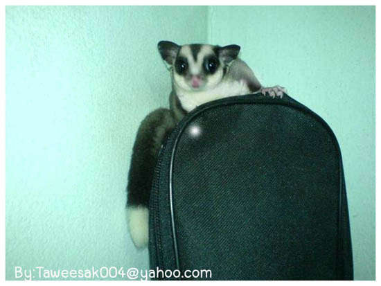 Sugar Glider Generation1+G2...KanChaNaBuri Farm..By ToonSugar:)088+5009129 รูปที่ 7