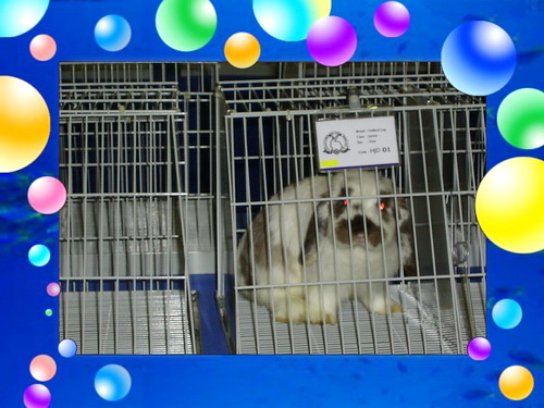 ขาย กระต่าย HOLLAND LOP สวยๆๆ ราคาสุดคุ้ม รูปที่ 4