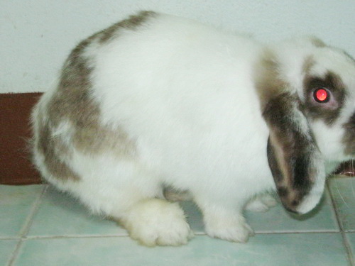 ขาย กระต่าย HOLLAND LOP สวยๆๆ ราคาสุดคุ้ม รูปที่ 3