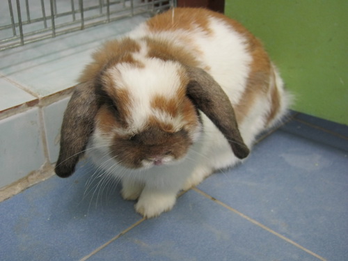 ขาย กระต่าย HOLLAND LOP สวยๆๆ ราคาสุดคุ้ม รูปที่ 6