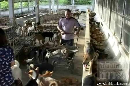 สำหรับผู้ที่รักน้องหมาทุกคน ต้องอ่าน...(น้องหมาต้องการความช่วยเหลือจากเราอยู่นะครับ) รูปที่ 2