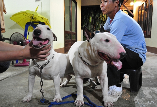 Bull terrier std. เตี้ยล่ำตันหนากระดูกใหญ่ ไม่สูงขายาวเก้งก้าง หากต้องการเราช่วยคุณได้ รูปที่ 1