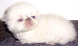 @@@___มาแล้วๆ ลูกแมว เอ็กโซติกฯ ( Exotic Shorthair ) ใหม่ล่าสุดครับ เปิดจองแล้วนะครับ ___@@@ รูปที่ 2