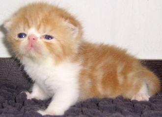 @@@___มาแล้วๆ ลูกแมว เอ็กโซติกฯ ( Exotic Shorthair ) ใหม่ล่าสุดครับ เปิดจองแล้วนะครับ ___@@@ รูปที่ 4