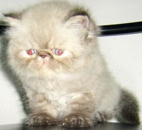 @@@___มาแล้วๆ ลูกแมว เอ็กโซติกฯ ( Exotic Shorthair ) ใหม่ล่าสุดครับ เปิดจองแล้วนะครับ ___@@@ รูปที่ 6