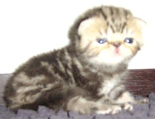 @@@___มาแล้วๆ ลูกแมว เอ็กโซติกฯ ( Exotic Shorthair ) ใหม่ล่าสุดครับ เปิดจองแล้วนะครับ ___@@@ รูปที่ 3