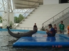รูปย่อ ทริปเที่ยวพัทยา ดูโชว์โลมา 2 สายพันธุ์น่ารักๆ ที่ Pattaya Dolphin World รูปที่2