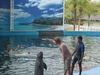 รูปย่อ ทริปเที่ยวพัทยา ดูโชว์โลมา 2 สายพันธุ์น่ารักๆ ที่ Pattaya Dolphin World รูปที่6