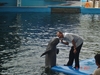 รูปย่อ ทริปเที่ยวพัทยา ดูโชว์โลมา 2 สายพันธุ์น่ารักๆ ที่ Pattaya Dolphin World รูปที่3