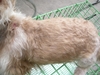 รูปย่อ สารสกัด สมุนไพร ขมิ้นชัน รักษาสัตว์ โรคผิวหนัง แผลติดเชื้อ ผิวหนังอักเสบ สุนัข แมว กระต่าย ฯลฯ (ยัยจอยฟาร์ม สุนัข) รูปที่7