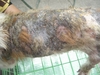 รูปย่อ สารสกัด สมุนไพร ขมิ้นชัน รักษาสัตว์ โรคผิวหนัง แผลติดเชื้อ ผิวหนังอักเสบ สุนัข แมว กระต่าย ฯลฯ (ยัยจอยฟาร์ม สุนัข) รูปที่6