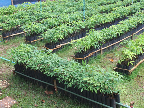 ขายกล้ายางพารา1ฉัตร และ 2ฉัตร RRIM600 จำนวน5,000ต้น ต้นละ22-45บาท รับของได้เลย (อ.ขลุง จ.จันทบุรี) รูปที่ 1