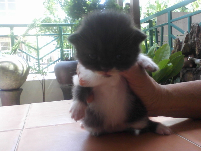 ขายลูกแมวเปอร์เซีย หน้าบี้ อ้วนใหญ่น่ารักสุดๆ รูปที่ 3