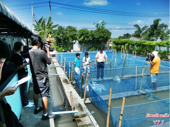 จำหน่ายพันธุ์ปลา รูปที่ 7