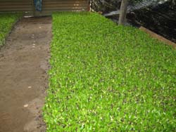 ขาย ไม้ยืนต้น ไม้หอม กฤษณา พืชเศรษฐกิจ ไม้ไทย หม้อกลั่น ทำสาร น้ำมันกฤษณา  ไม้ตัว  ไม้บด  ไม้สับ  กาก รูปที่ 2
