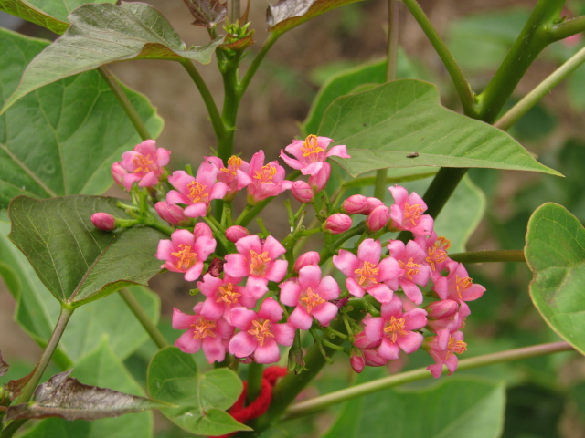 ไม้ประดับชนิดใหม่ Ornamental Jaropha จำหน่ายทั้งส่งและปลีก  รูปที่ 1