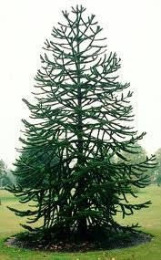 ขายต้น Monkey Puzzle ขนาด 10-15 cm จำนวนจำกัด รูปที่ 3