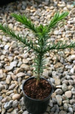 ขายต้น Monkey Puzzle ขนาด 10-15 cm จำนวนจำกัด รูปที่ 5