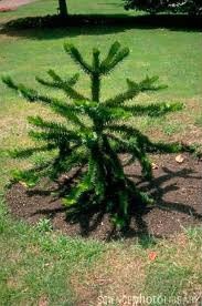 ขายต้น Monkey Puzzle ขนาด 10-15 cm จำนวนจำกัด รูปที่ 6