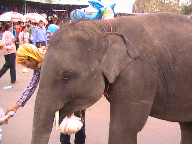 หลวงพระบาง4วัน3คืน รูปที่ 3