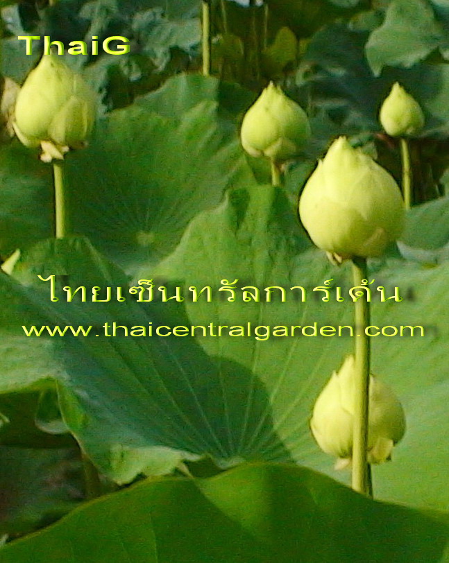 ใบบัว รูปที่ 2