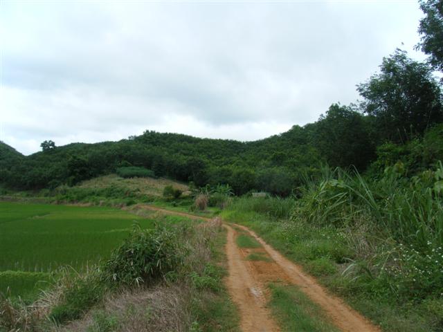 สวนยางสวยเชียงราย(Rubber beautiful Chiang Rai )  รูปที่ 6