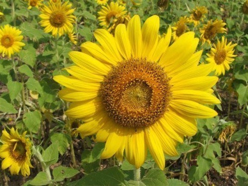ขายเมล็ดพันธุ์ดอกทานตะวัน (sunflower) รูปที่ 1