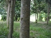 รูปย่อ สวนยางสวยเชียงราย(Rubber beautiful Chiang Rai )  รูปที่2