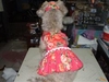 รูปย่อ ขายชุดน้องหมาสีชมพูลายกุหลาบสดใสพร้อมที่คาดผมเข้าชุด รูปที่3