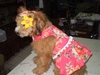 รูปย่อ ขายชุดน้องหมาสีชมพูลายกุหลาบสดใสพร้อมที่คาดผมเข้าชุด รูปที่5