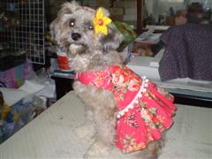 ขายชุดน้องหมาสีชมพูลายกุหลาบสดใสพร้อมที่คาดผมเข้าชุด รูปที่ 1