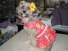 รูปย่อ ขายชุดน้องหมาสีชมพูลายกุหลาบสดใสพร้อมที่คาดผมเข้าชุด รูปที่1