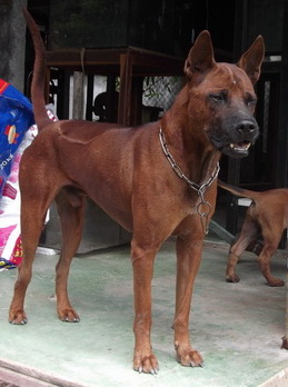 ขายลูกสุนัขไทยหลังอาน พันธุ์แท้ สายเก่า ระยอง จันทบุรี ตราด  รูปที่ 2