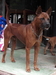 รูปย่อ ขายลูกสุนัขไทยหลังอาน พันธุ์แท้ สายเก่า ระยอง จันทบุรี ตราด  รูปที่2