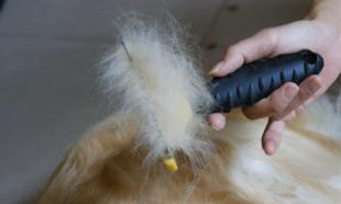 เปิด Pre-Order หวีกำจัดขนตาย FURminator ครับ รูปที่ 4