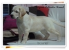 รูปย่อ ลาบราดอร์  Elegant-labradors kennel ฟาร์มลาบราดอร์ ลูกสุนัขลาบราดอร์         รูปที่3