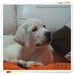 รูปย่อ ลาบราดอร์  Elegant-labradors kennel ฟาร์มลาบราดอร์ ลูกสุนัขลาบราดอร์         รูปที่2