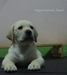 รูปย่อ ลาบราดอร์  Elegant-labradors kennel ฟาร์มลาบราดอร์ ลูกสุนัขลาบราดอร์         รูปที่7