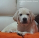 รูปย่อ ลาบราดอร์  Elegant-labradors kennel ฟาร์มลาบราดอร์ ลูกสุนัขลาบราดอร์         รูปที่6