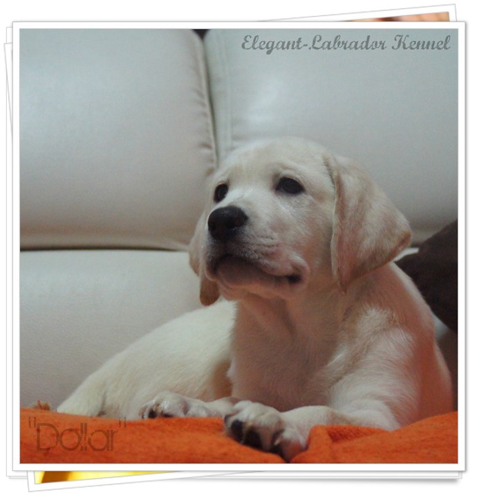 ลาบราดอร์  Elegant-labradors kennel ฟาร์มลาบราดอร์ ลูกสุนัขลาบราดอร์         รูปที่ 1