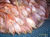 รูปย่อ พันธุ์ปลาดุกบิ๊กอุย 081-3057577 รูปที่5