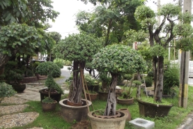 รับจัดสวนออกแบบสวน รูปที่ 2