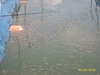รูปย่อ พันธุ์ปลาดุกบิ๊กอุย 081-3057577 รูปที่6