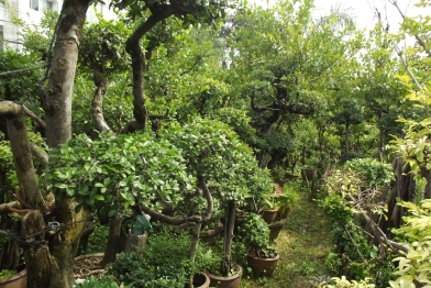 รับจัดสวนออกแบบสวน รูปที่ 3