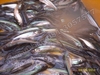 รูปย่อ พันธุ์ปลาดุกบิ๊กอุย 081-3057577 รูปที่3