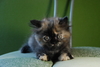 รูปย่อ ขายลูกแมวเปอร์เซียสีดำและสีกระดองเต่า รูปที่4